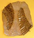 "Ferns", Original, Two Stainless Steel Ferns On Opposite - Jason Mernick