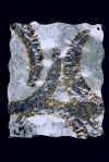 "Ferns", Original, Four Torch Painted Ferns with Scalloped Edges - No PC - Jason Mernick